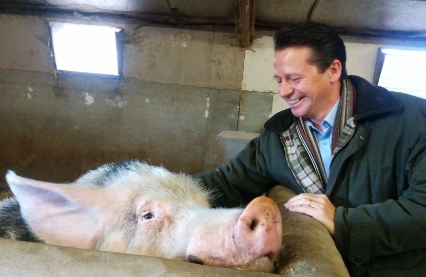  Nigel with a very happy pig.